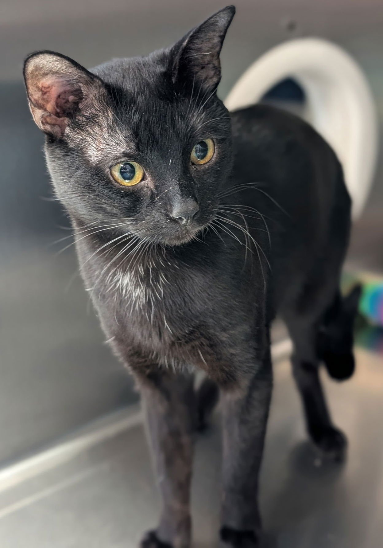 DIRK - Domestic Short Hair available for adoption