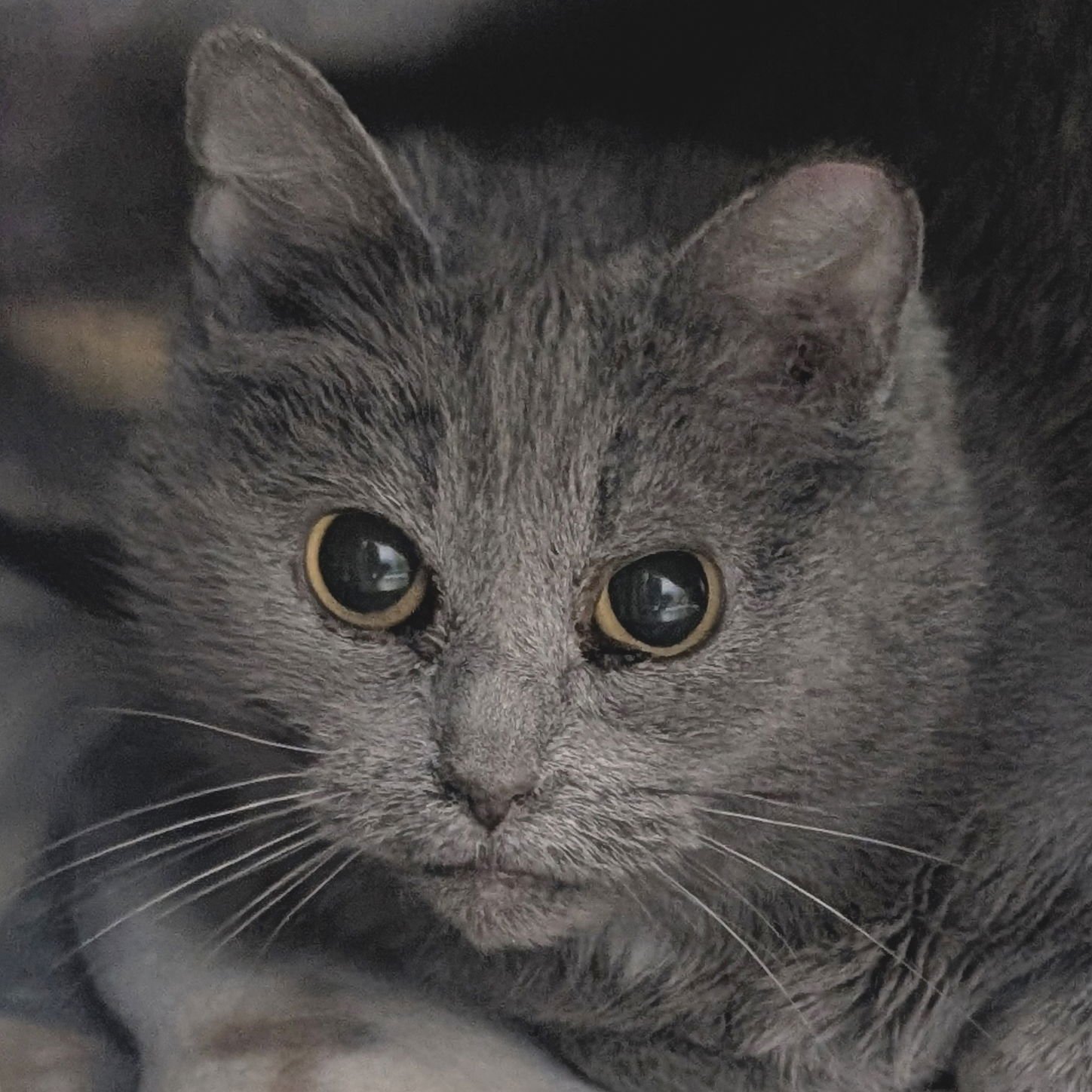 PLUM - WORKING CAT! - Domestic Short Hair available for adoption