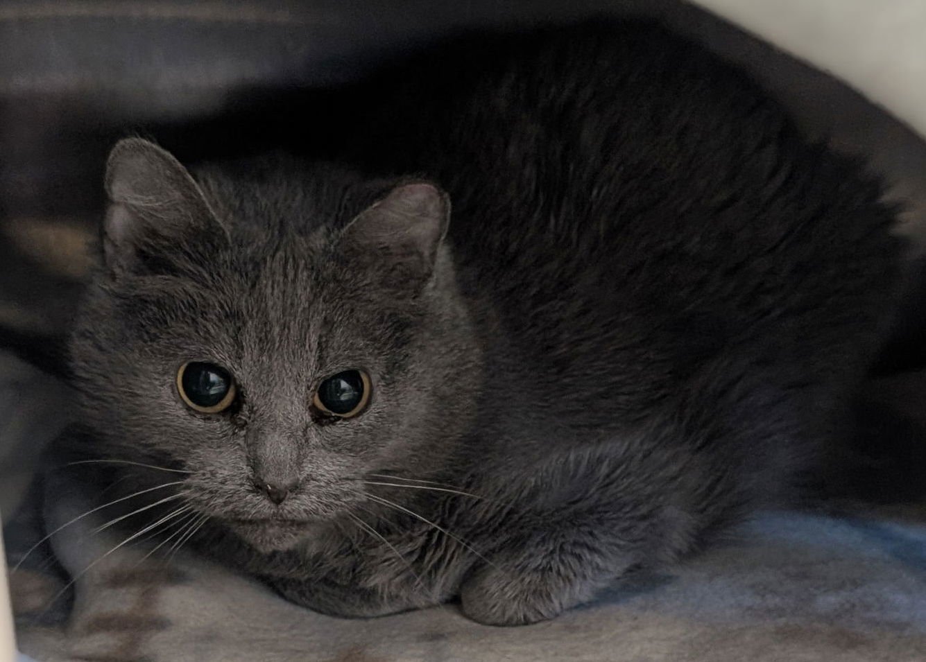 PLUM - WORKING CAT! - Domestic Short Hair available for adoption