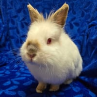Fred - Name Your Own Adoption Fee! - Photo 1