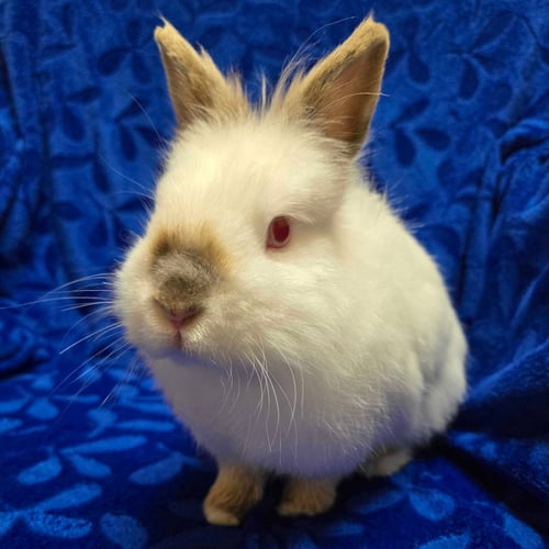 FRED - NAME YOUR OWN ADOPTION FEE!