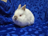 Fred - Name Your Own Adoption Fee! - Photo 2