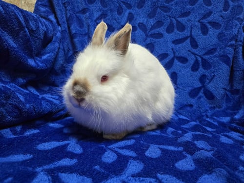 FRED - NAME YOUR OWN ADOPTION FEE! - Jersey Wooly available for adoption