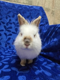 Fred - Name Your Own Adoption Fee! - Photo 3