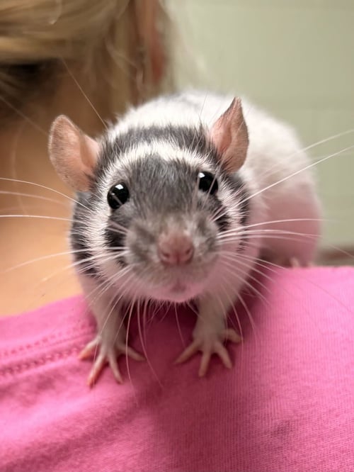 LOUIS - Rat available for adoption