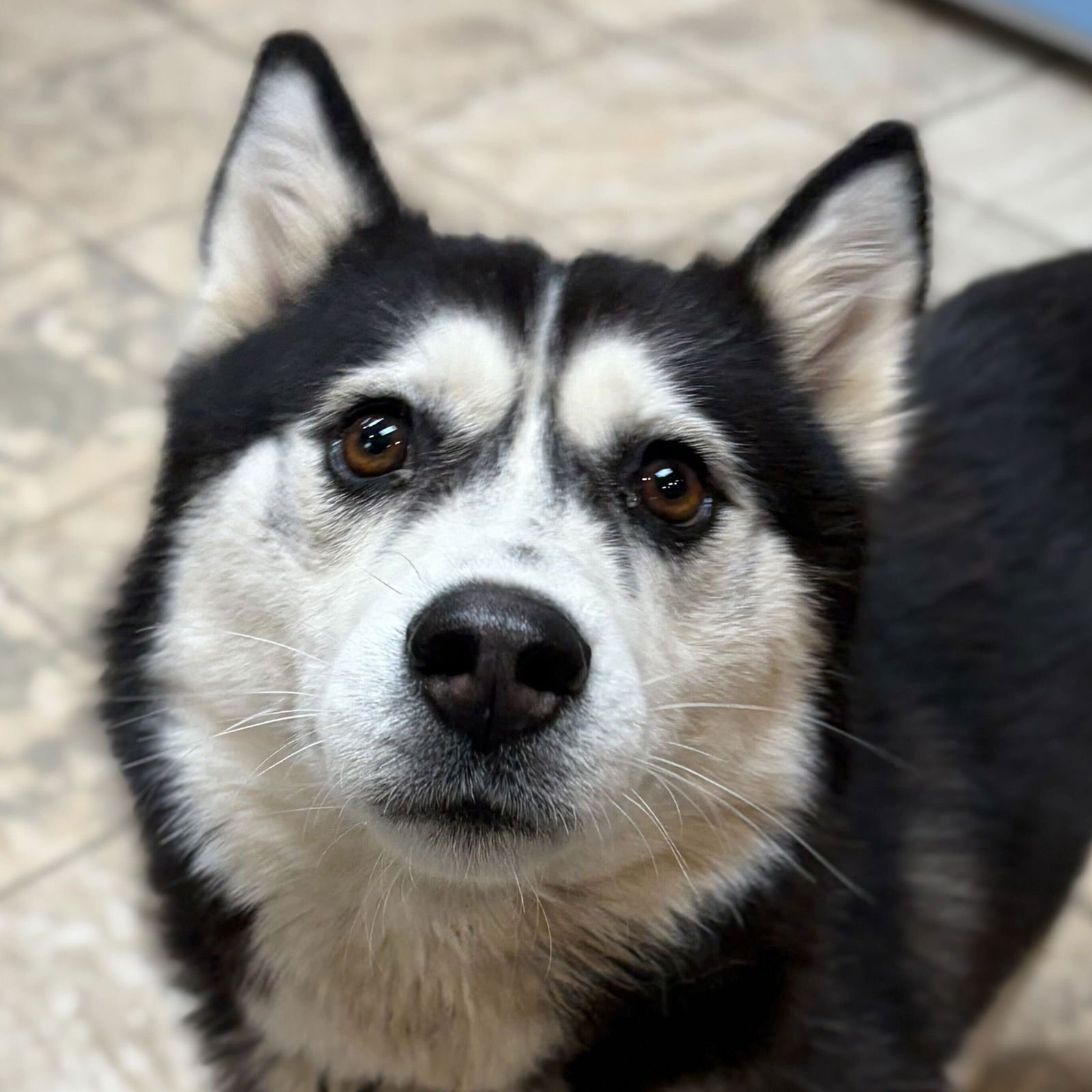 STELLA - Husky available for adoption