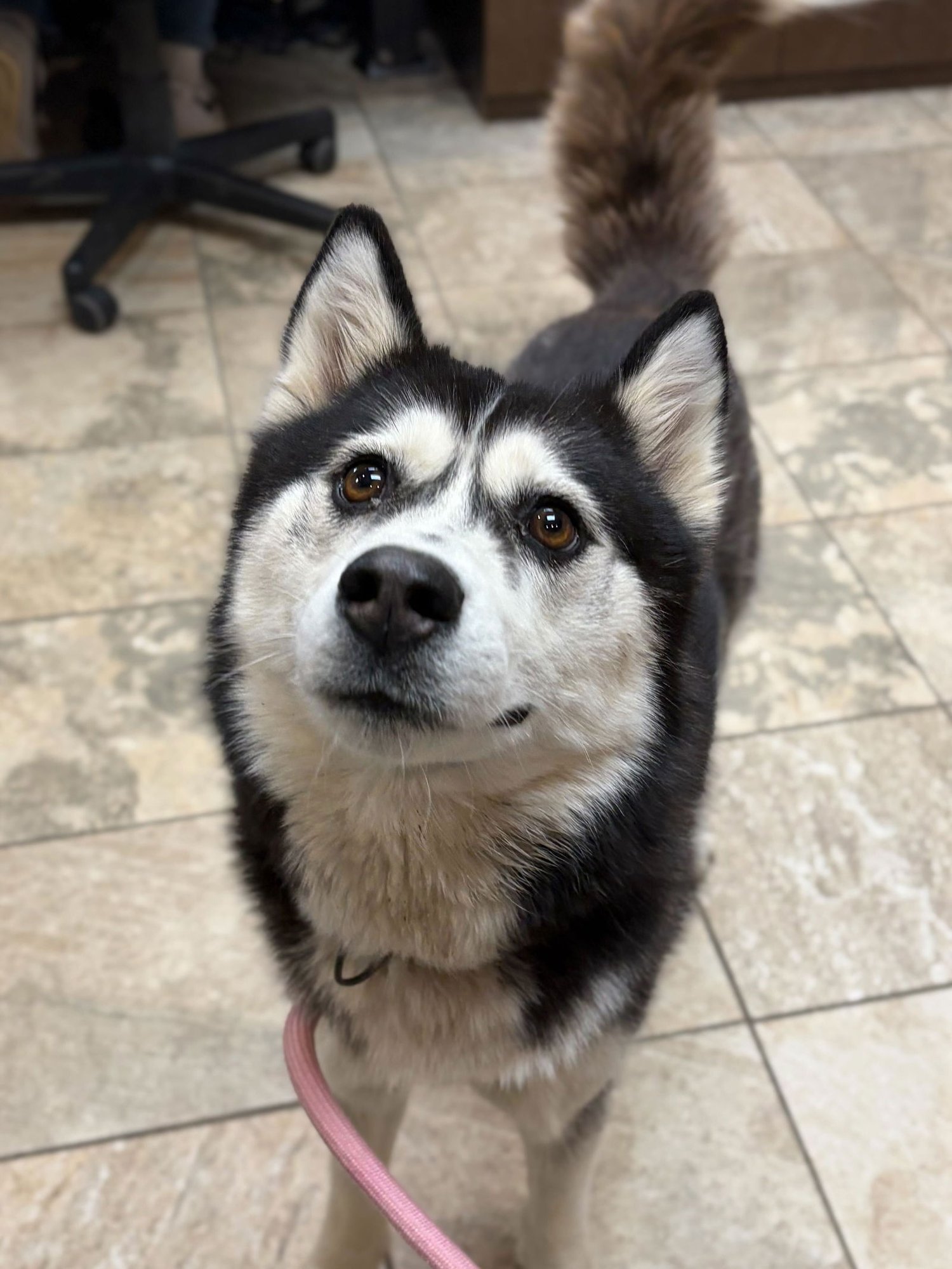 STELLA - Husky available for adoption