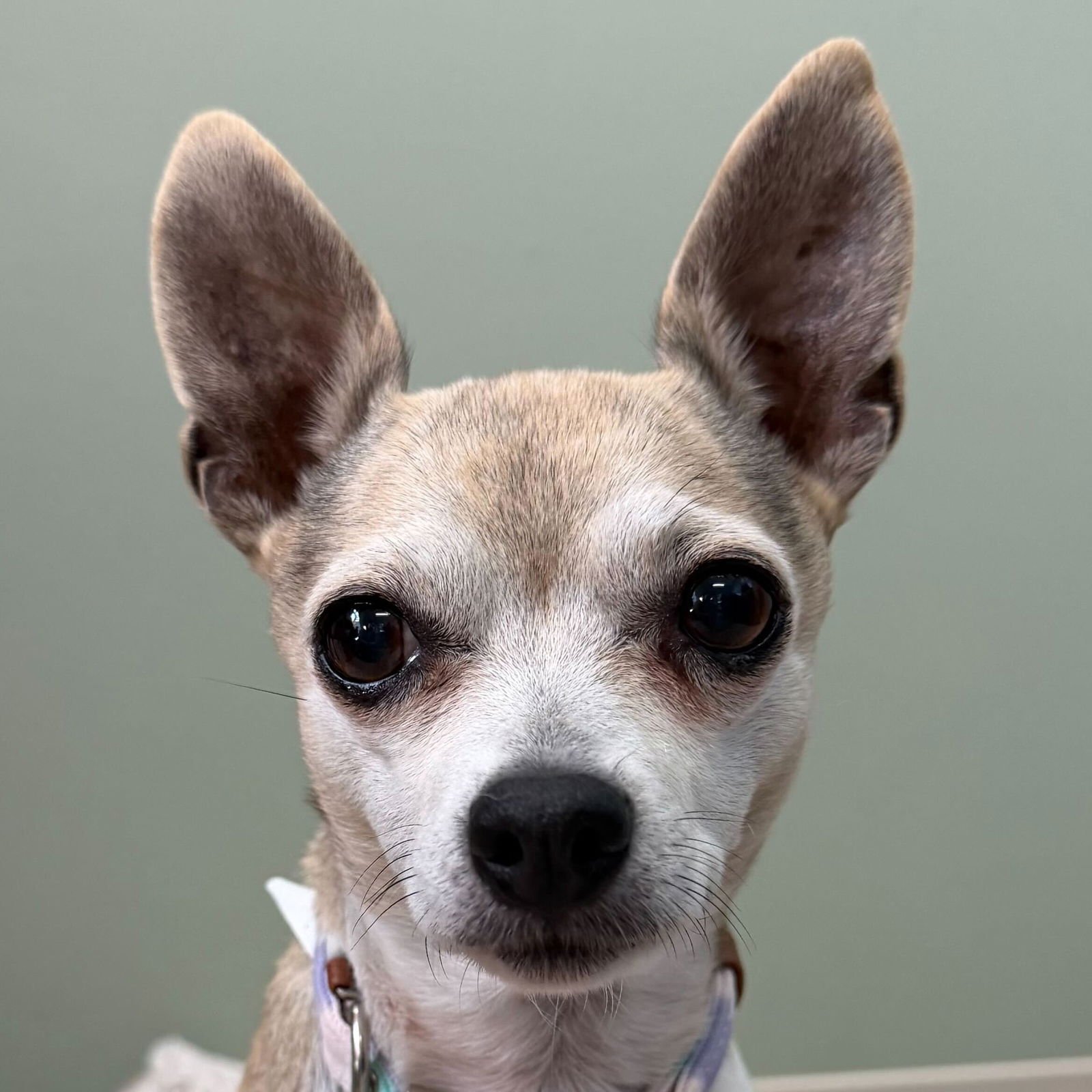 TINI - Chihuahua available for adoption