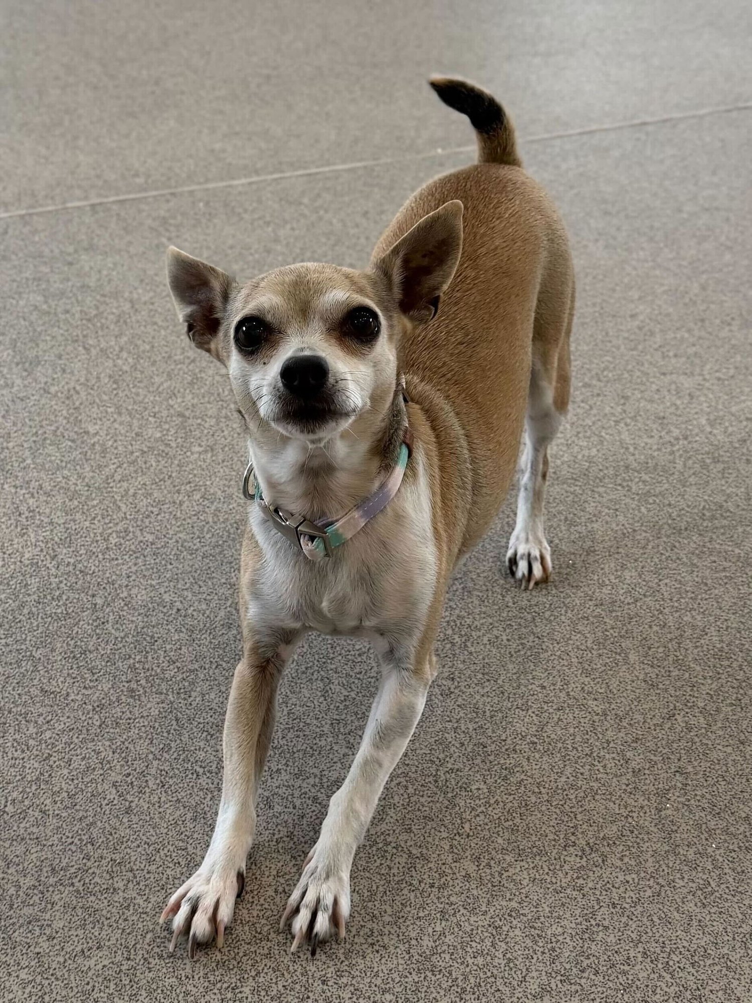 TINI - Chihuahua available for adoption