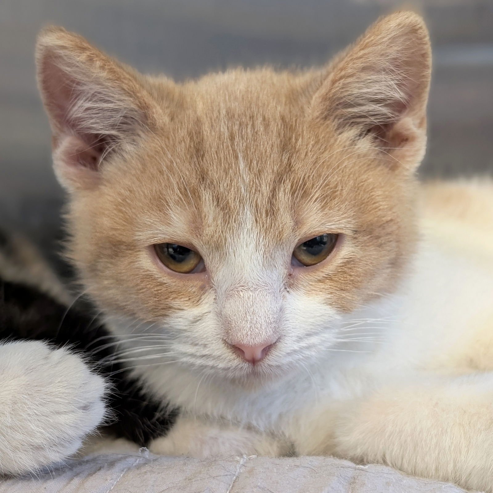 GRINCH - Domestic Short Hair available for adoption