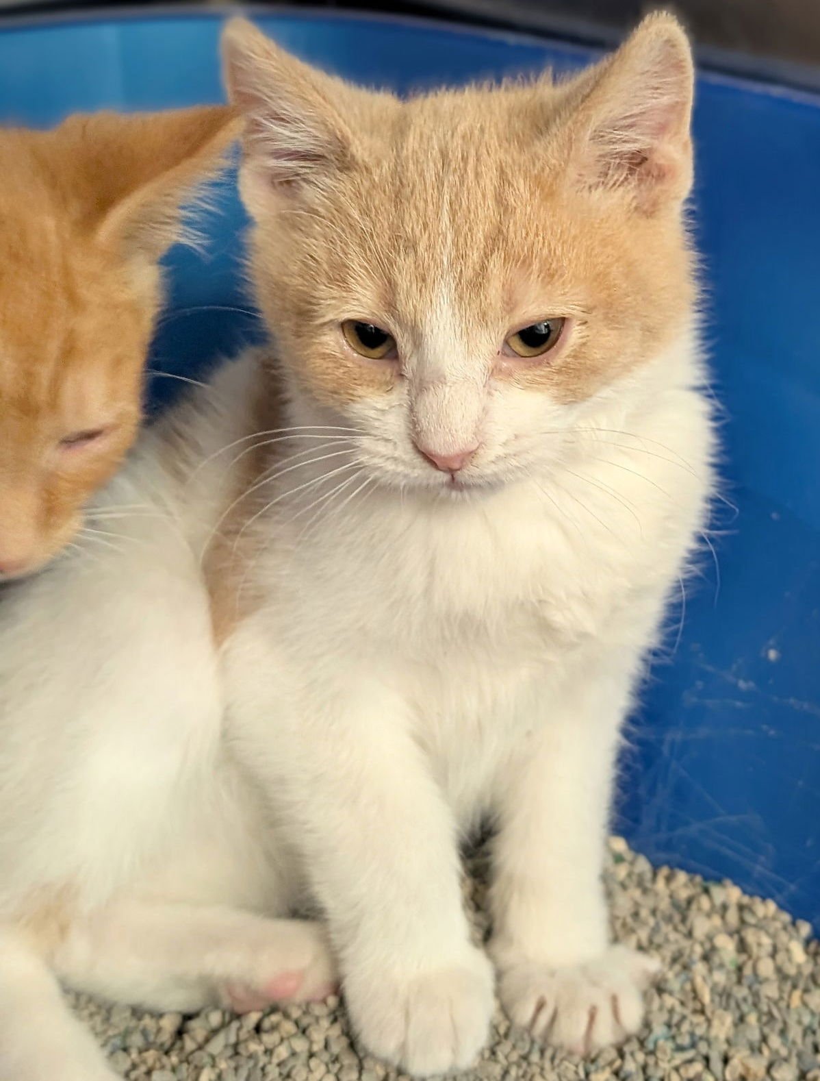 GRINCH - Domestic Short Hair available for adoption