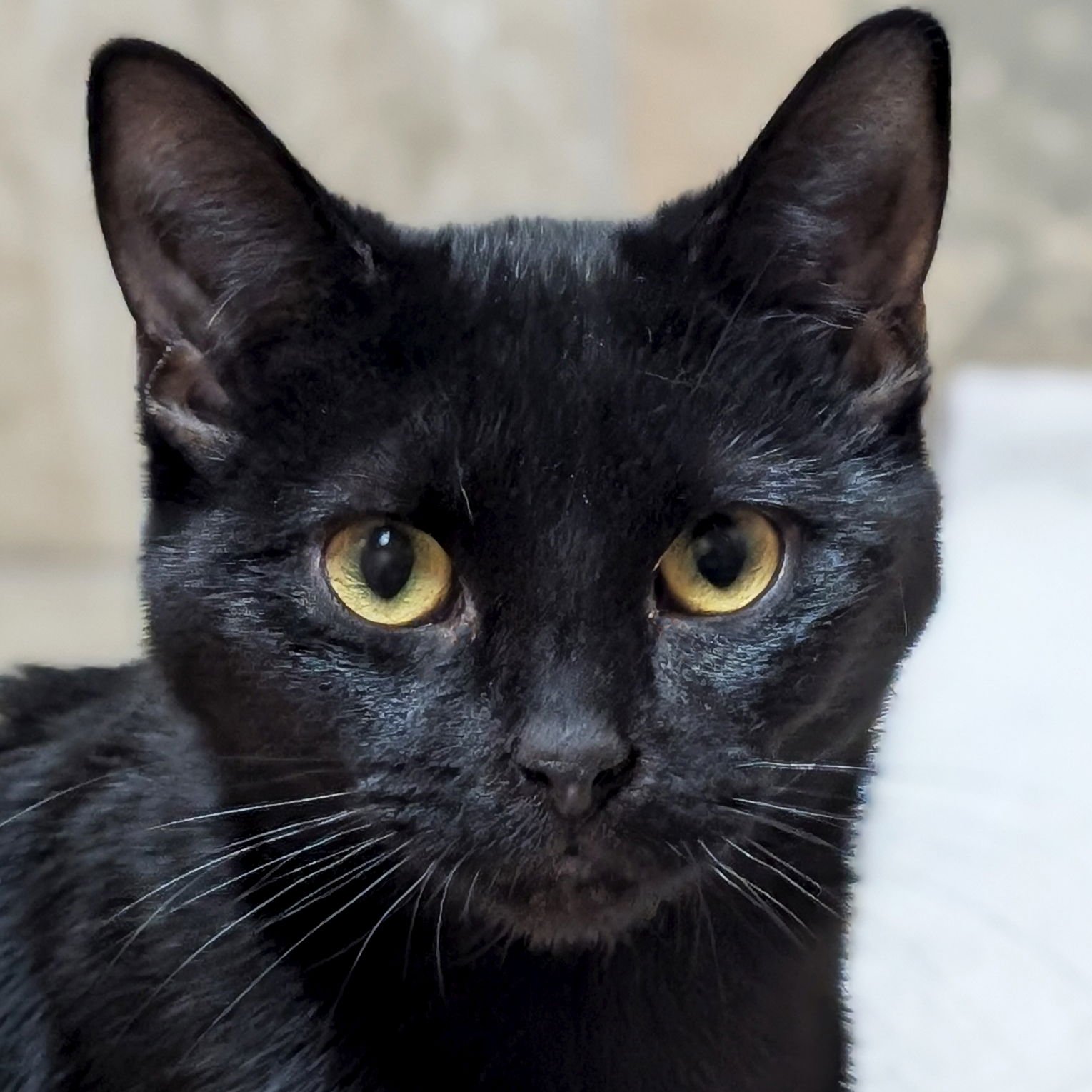 MAGIC MARKER - NAME YOUR OWN ADOPTION FEE! - Domestic Short Hair available for adoption
