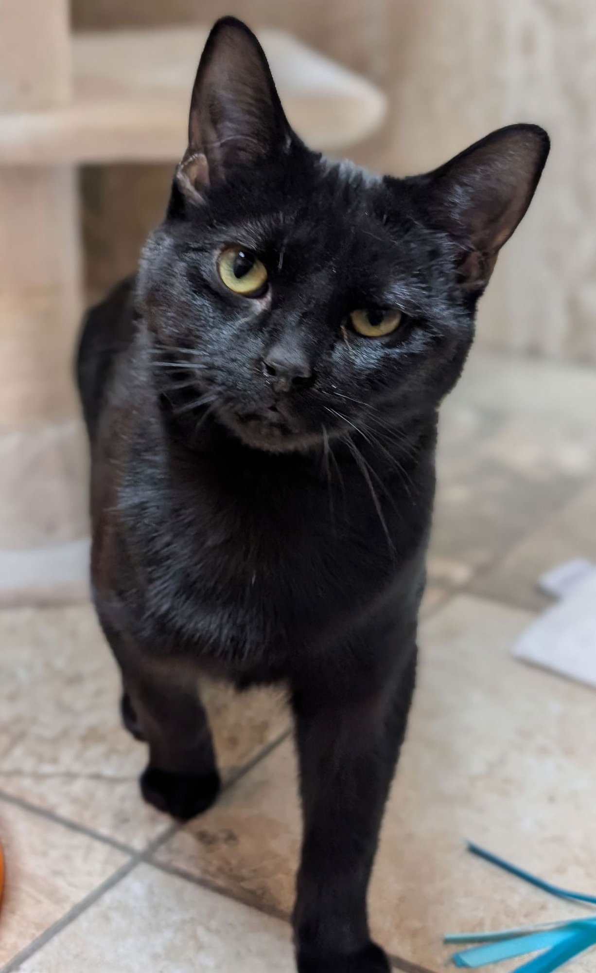 MAGIC MARKER - NAME YOUR OWN ADOPTION FEE! - Domestic Short Hair available for adoption
