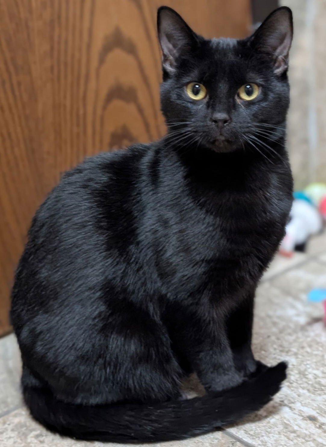 Magic Marker - Name Your Own Adoption Fee! - Photo 3