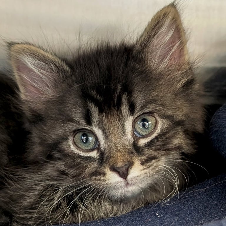 Kitdos - Reduced Fee! Image