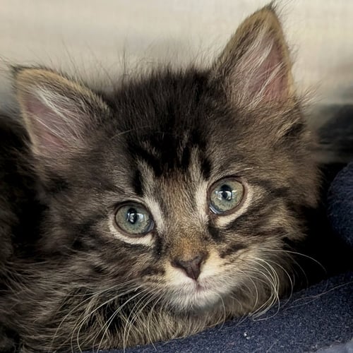 KITDOS - REDUCED FEE! - Domestic Medium Hair available for adoption