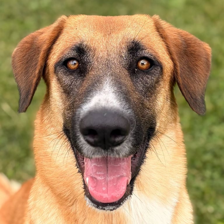Priscilla - Name Your Own Adoption Fee! Image