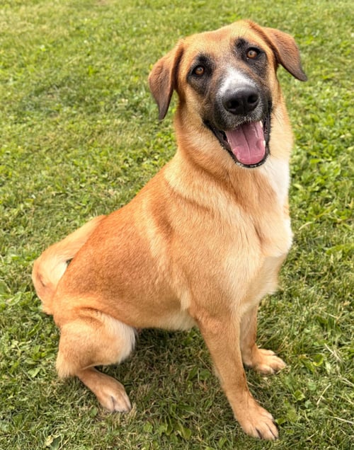 PRISCILLA - NAME YOUR OWN ADOPTION FEE! - Shepherd available for adoption