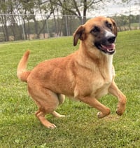 Priscilla - Name Your Own Adoption Fee! - Photo 3