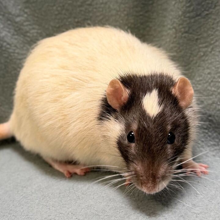 GROVER - NAME YOUR OWN ADOPTION FEE! - Rat available for adoption