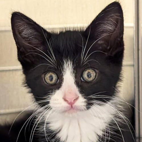 HAN - Domestic Short Hair available for adoption