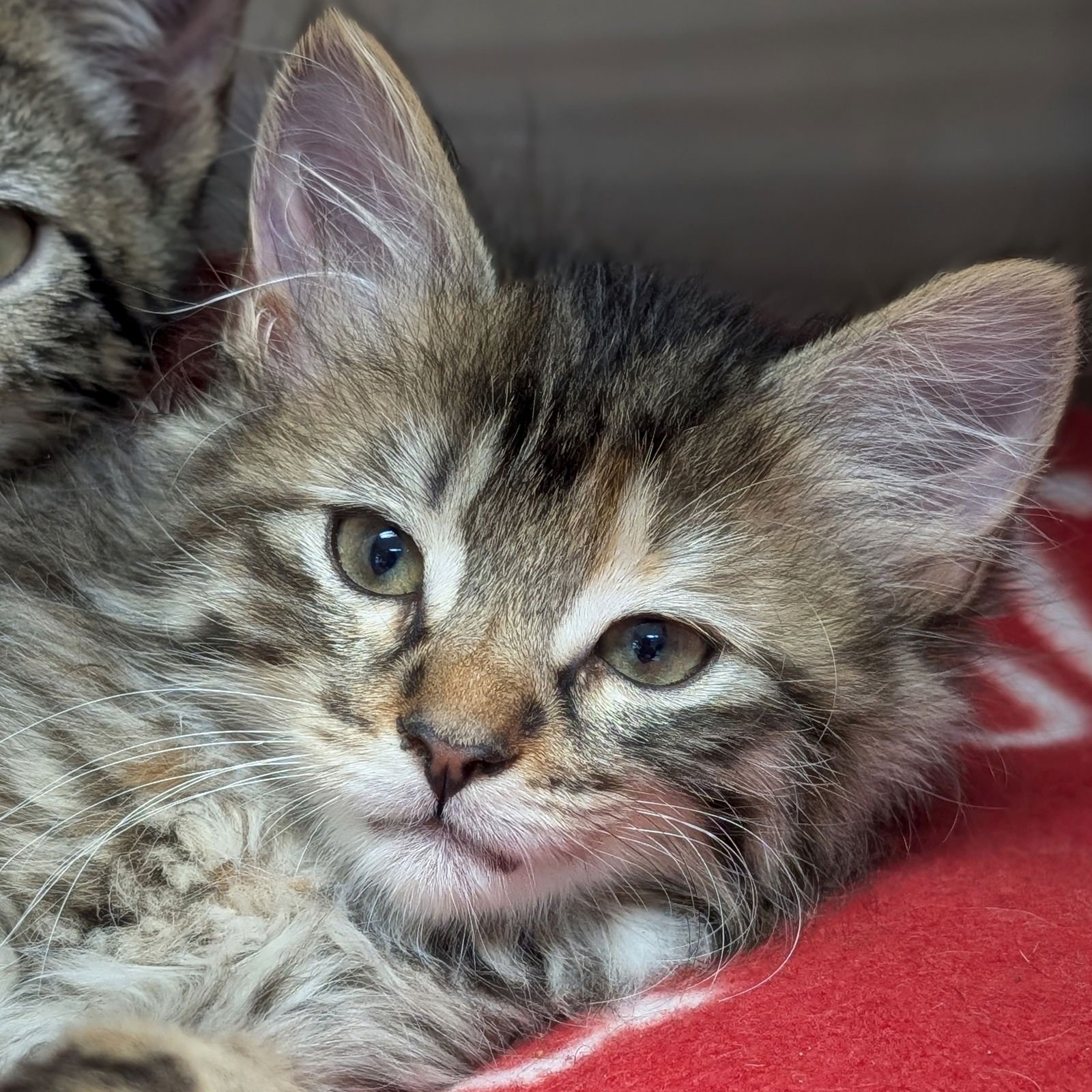 DRAGON - REDUCED FEE! - Domestic Medium Hair available for adoption