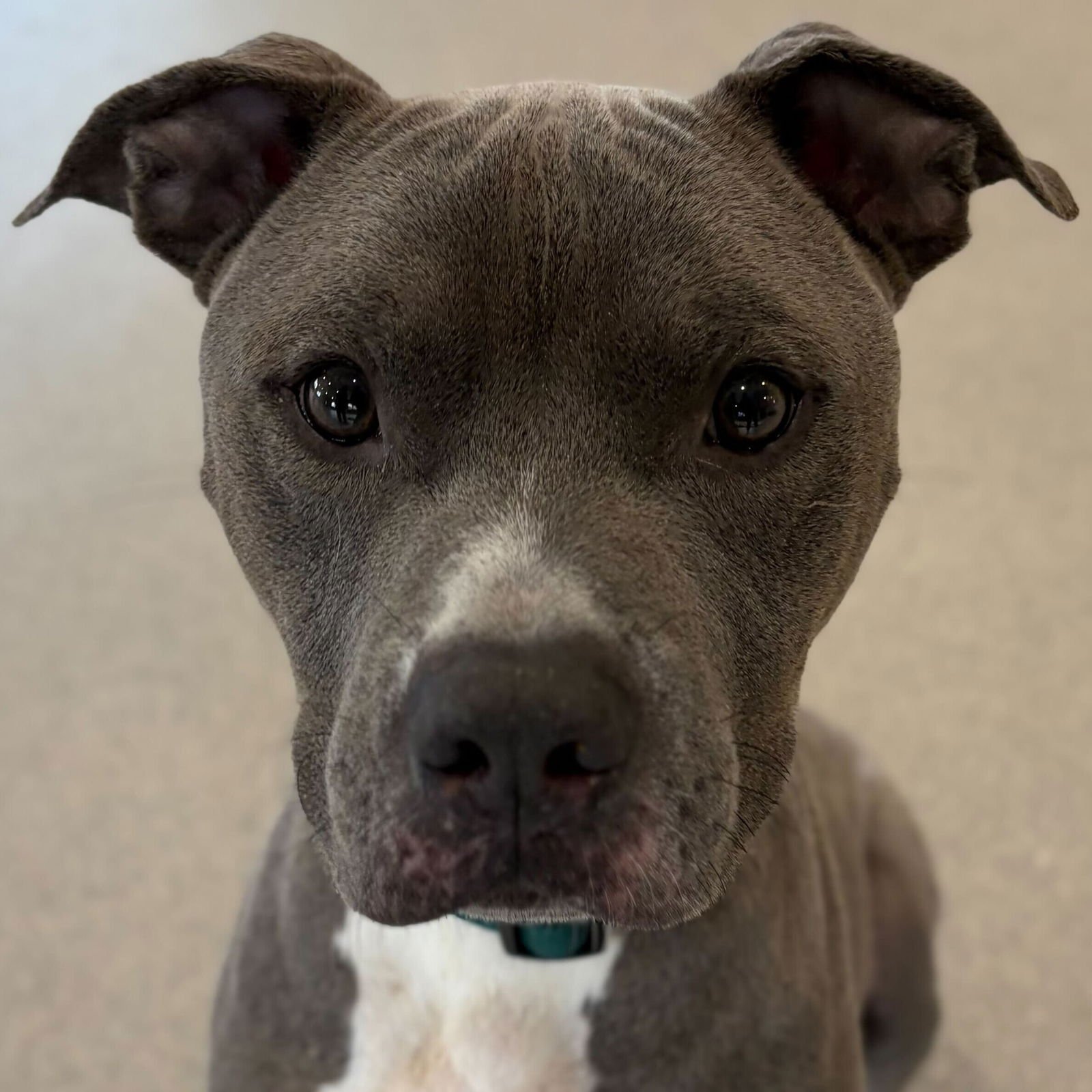 GOLIATH - Terrier available for adoption