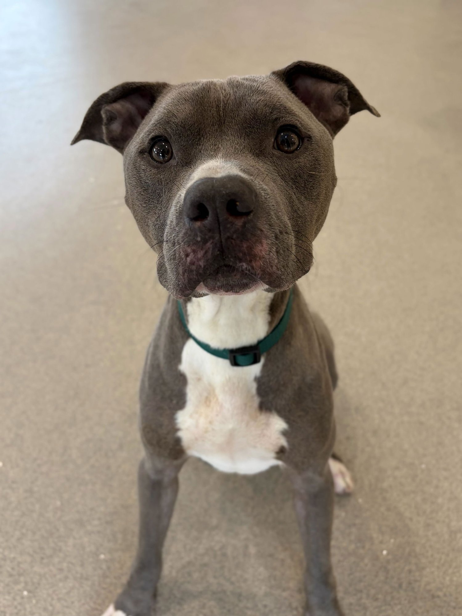 GOLIATH - Terrier available for adoption