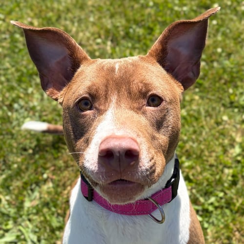 ASTIN - Pit Bull Terrier available for adoption