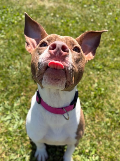 ASTIN - Pit Bull Terrier available for adoption