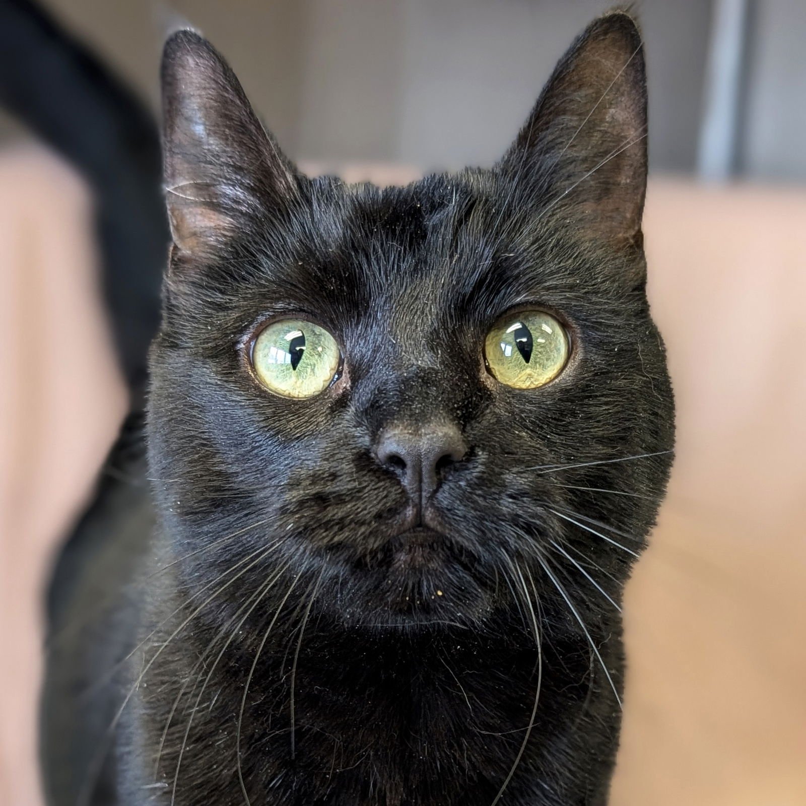 LILLY - Domestic Short Hair available for adoption