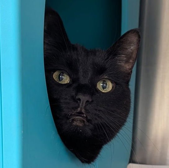 LILLY - Domestic Short Hair available for adoption