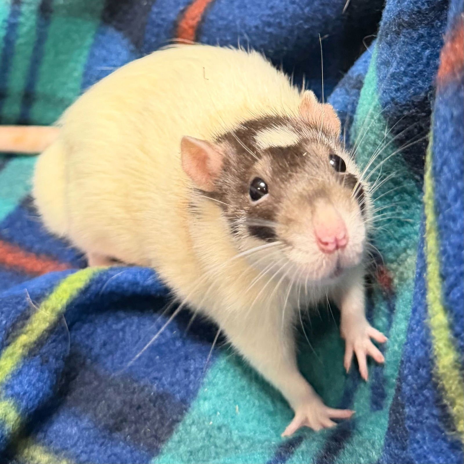 LANA - NAME YOUR OWN ADOPTION FEE! - Rat available for adoption