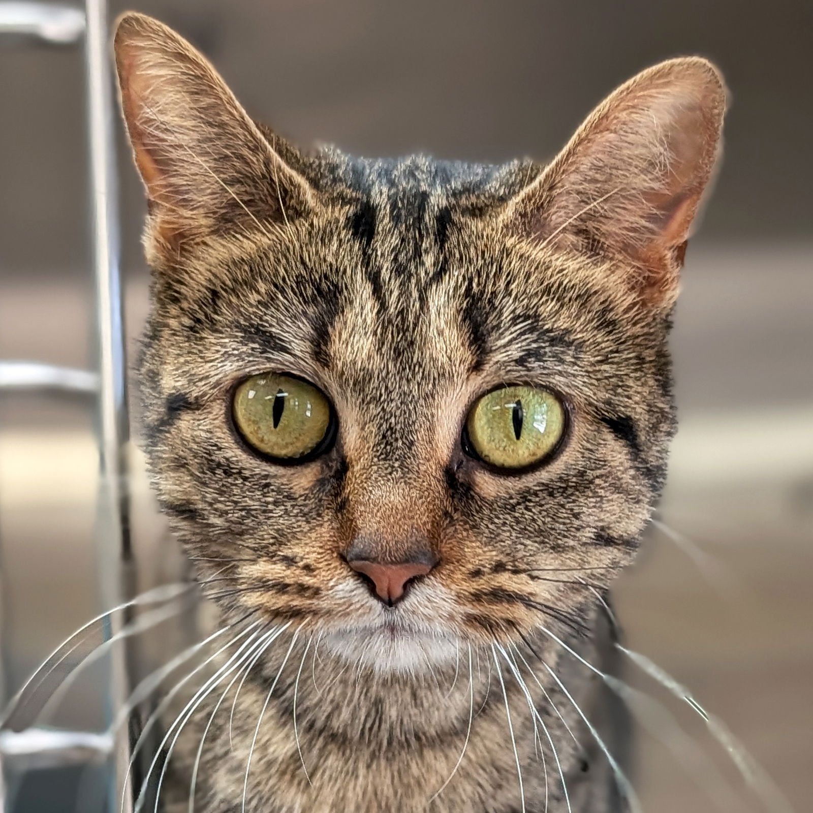 CLOVER - ADOPTION FEE PAID! - Domestic Short Hair available for adoption