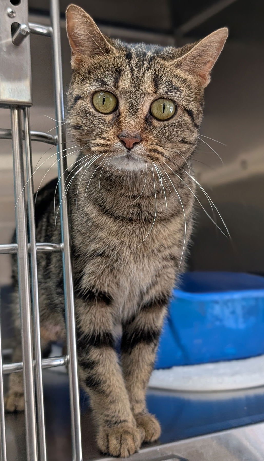 CLOVER - ADOPTION FEE PAID! - Domestic Short Hair available for adoption