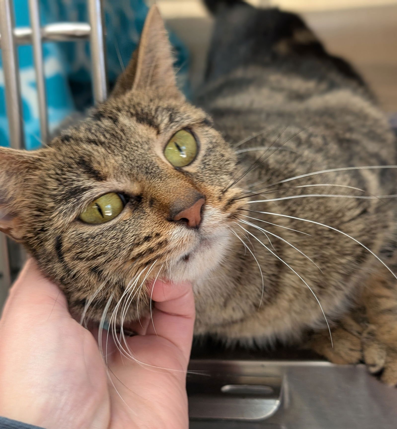 Clover - Adoption Fee Paid! - Photo 3