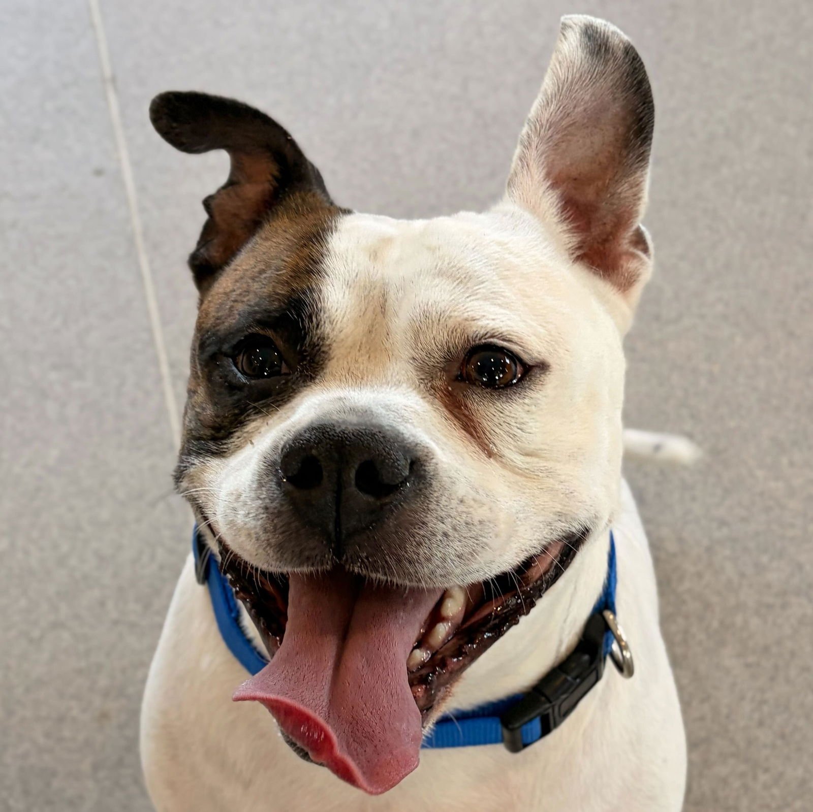 PONGO - Bulldog available for adoption