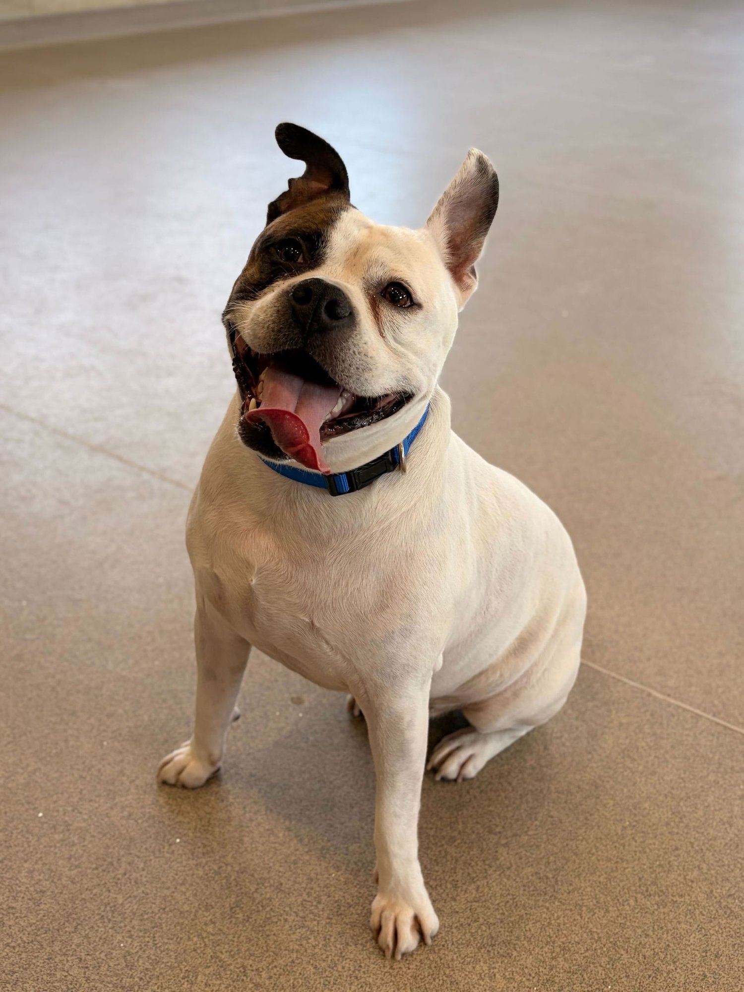 PONGO - Bulldog available for adoption