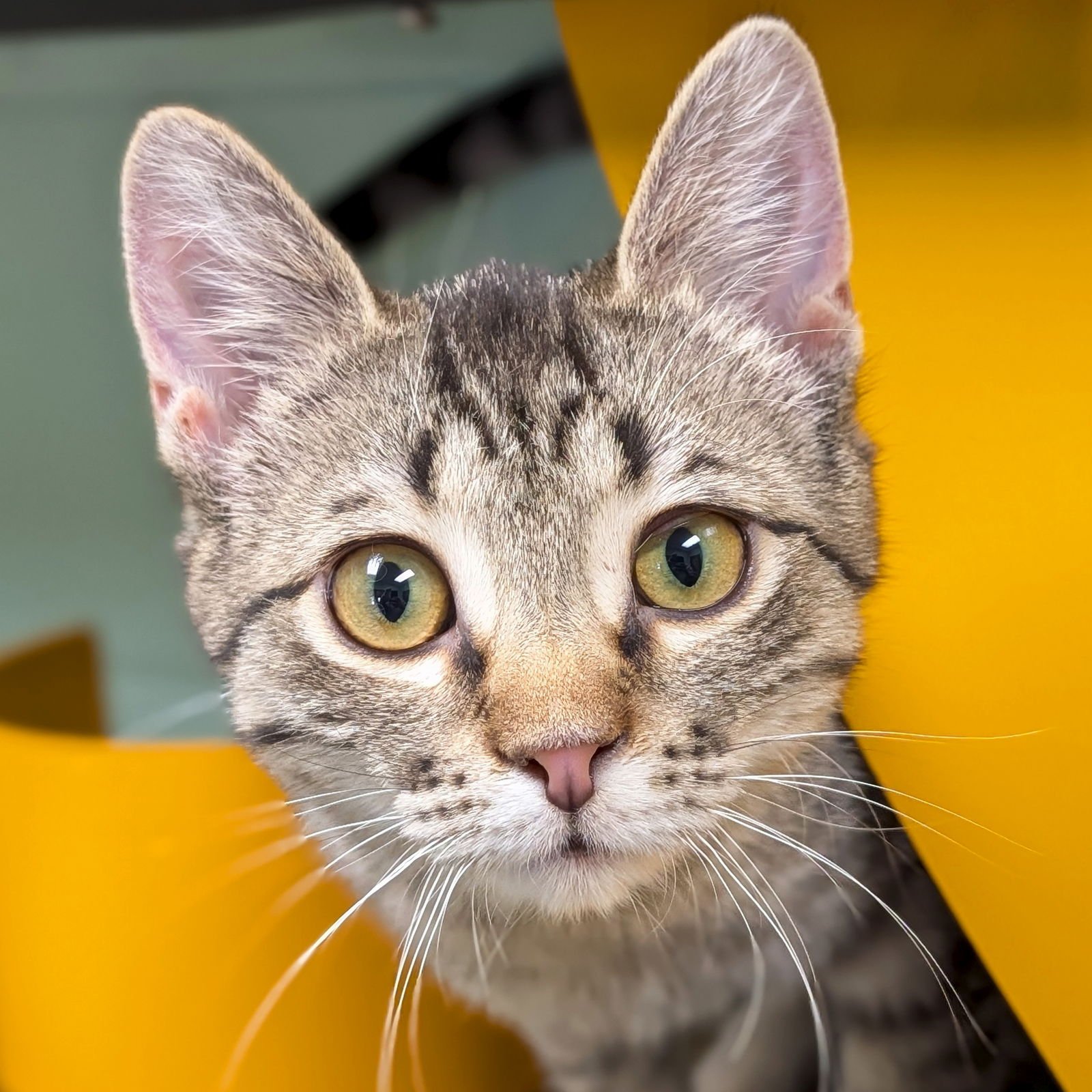 STELLA - REDUCED FEE! - Domestic Short Hair available for adoption