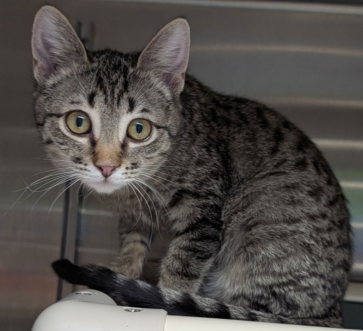 STELLA - REDUCED FEE! - Domestic Short Hair available for adoption