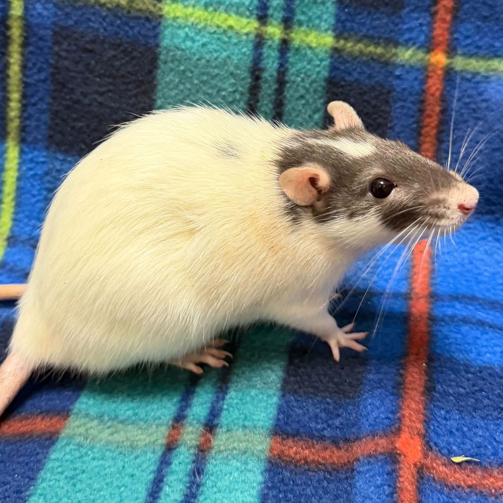 LAURA - NAME YOUR OWN ADOPTION FEE! - Rat available for adoption
