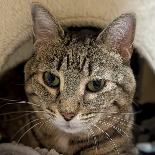 BINKIE - REDUCED FEE! - Domestic Short Hair available for adoption