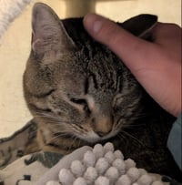 Binkie - Reduced Fee! - Photo 2