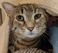 Binkie - Reduced Fee! - Photo 3