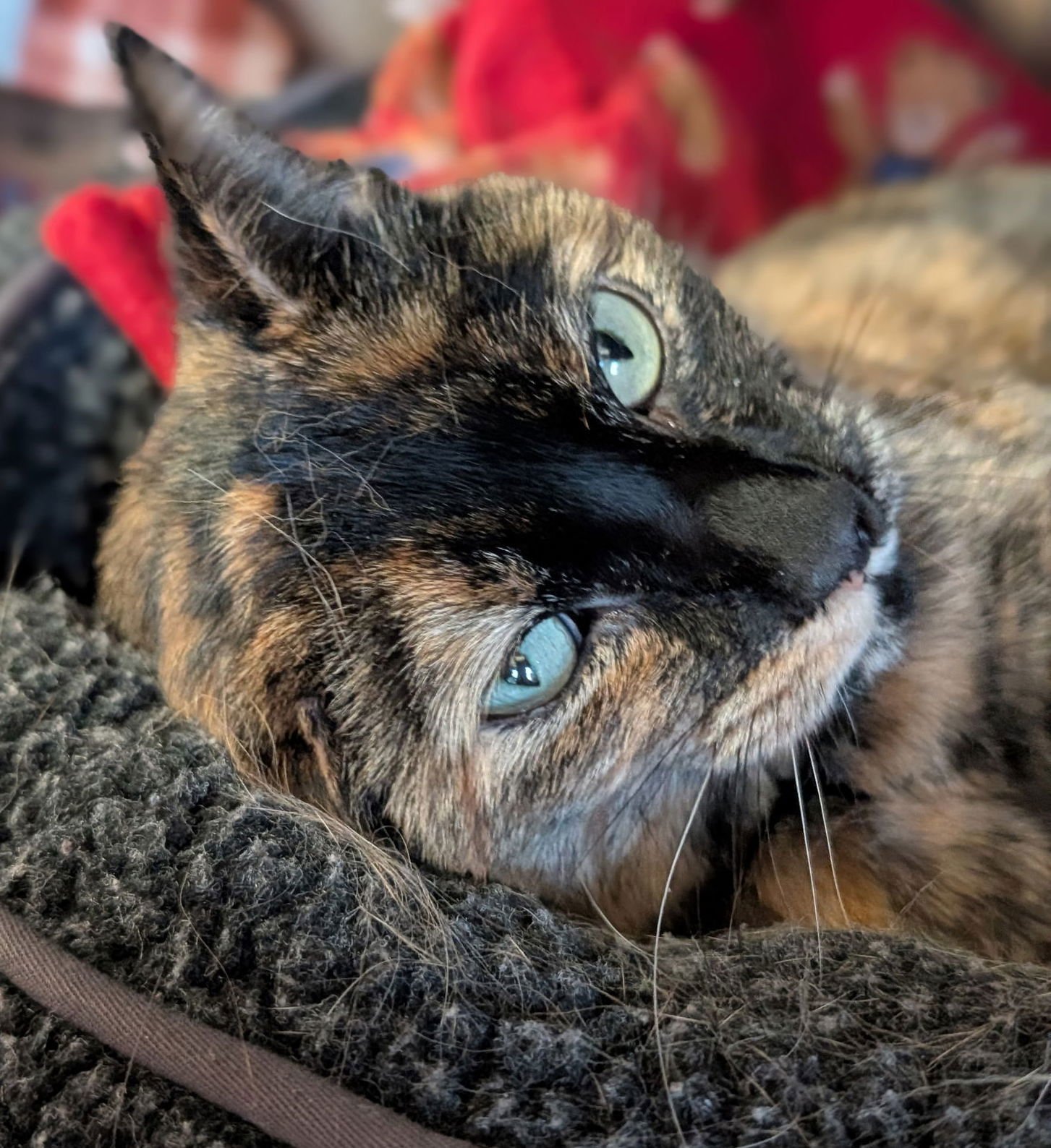 DOVE - Domestic Short Hair available for adoption