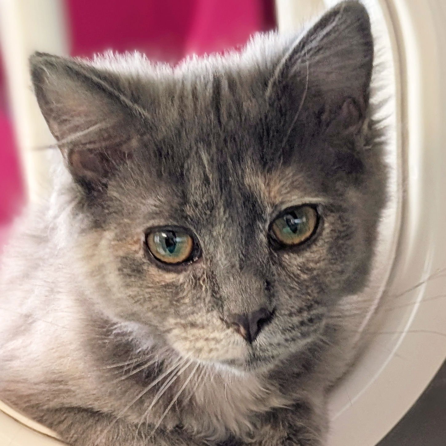 TWINKLE - REDUCED FEE! - Domestic Long Hair available for adoption