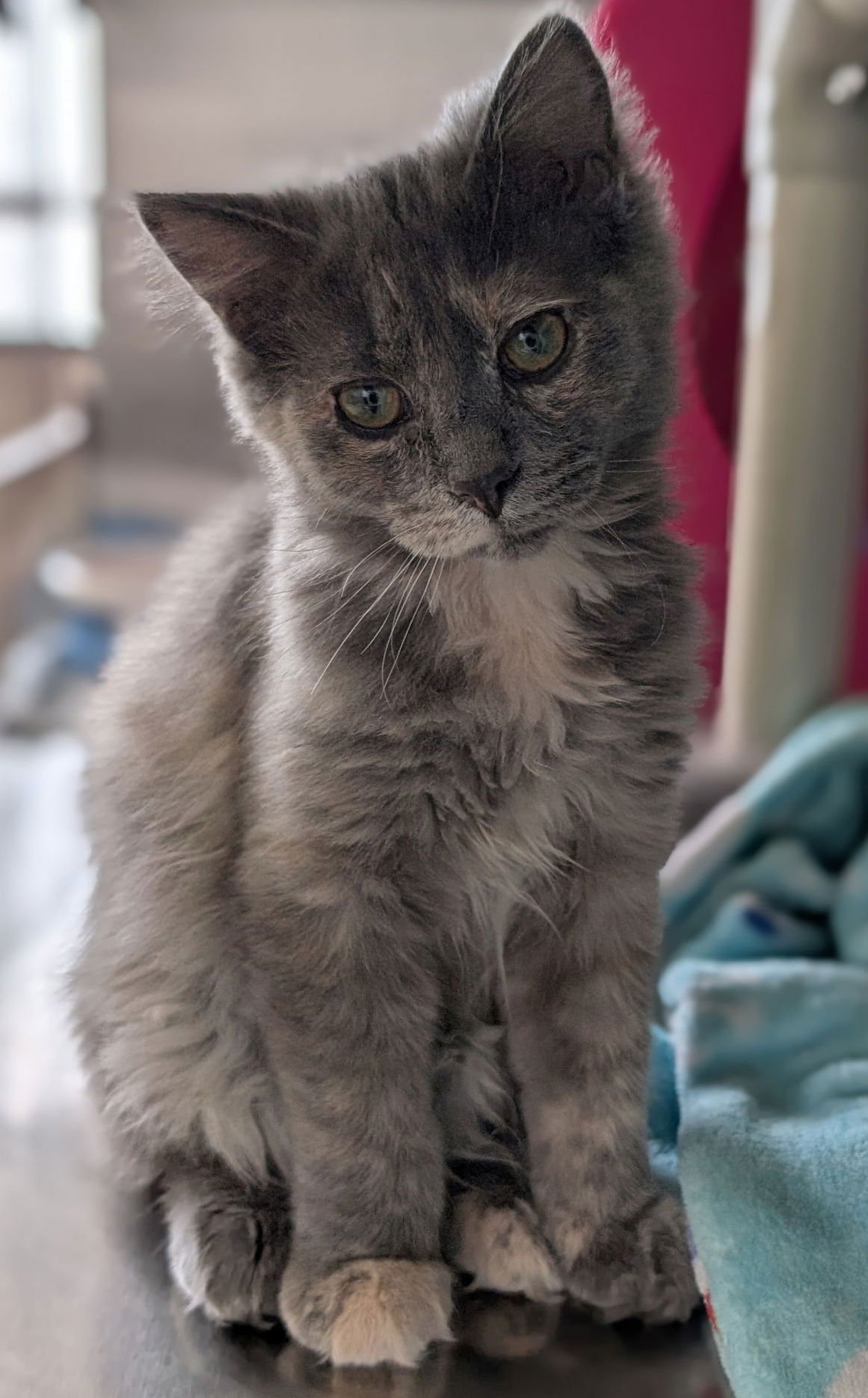 TWINKLE - REDUCED FEE! - Domestic Long Hair available for adoption