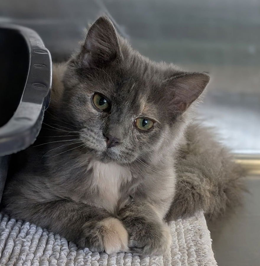 Twinkle - Reduced Fee! - Photo 3