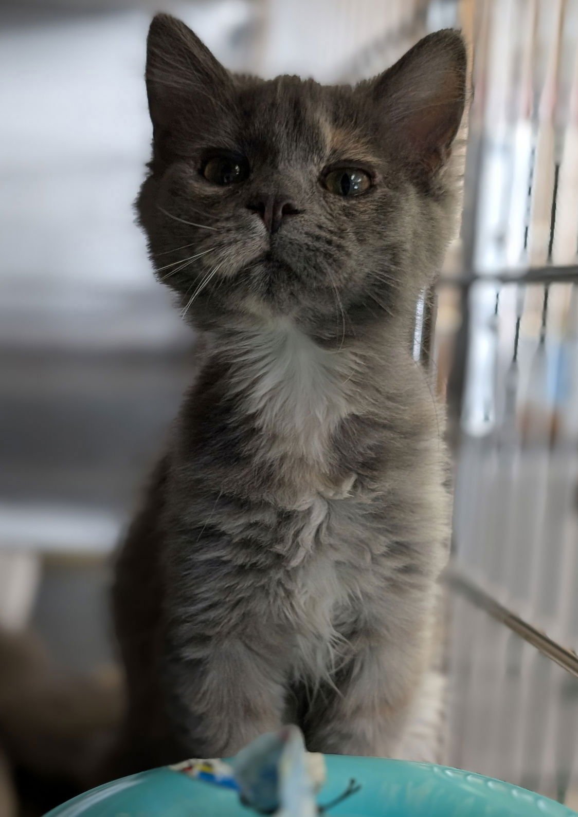 Twinkle - Reduced Fee! - Photo 4