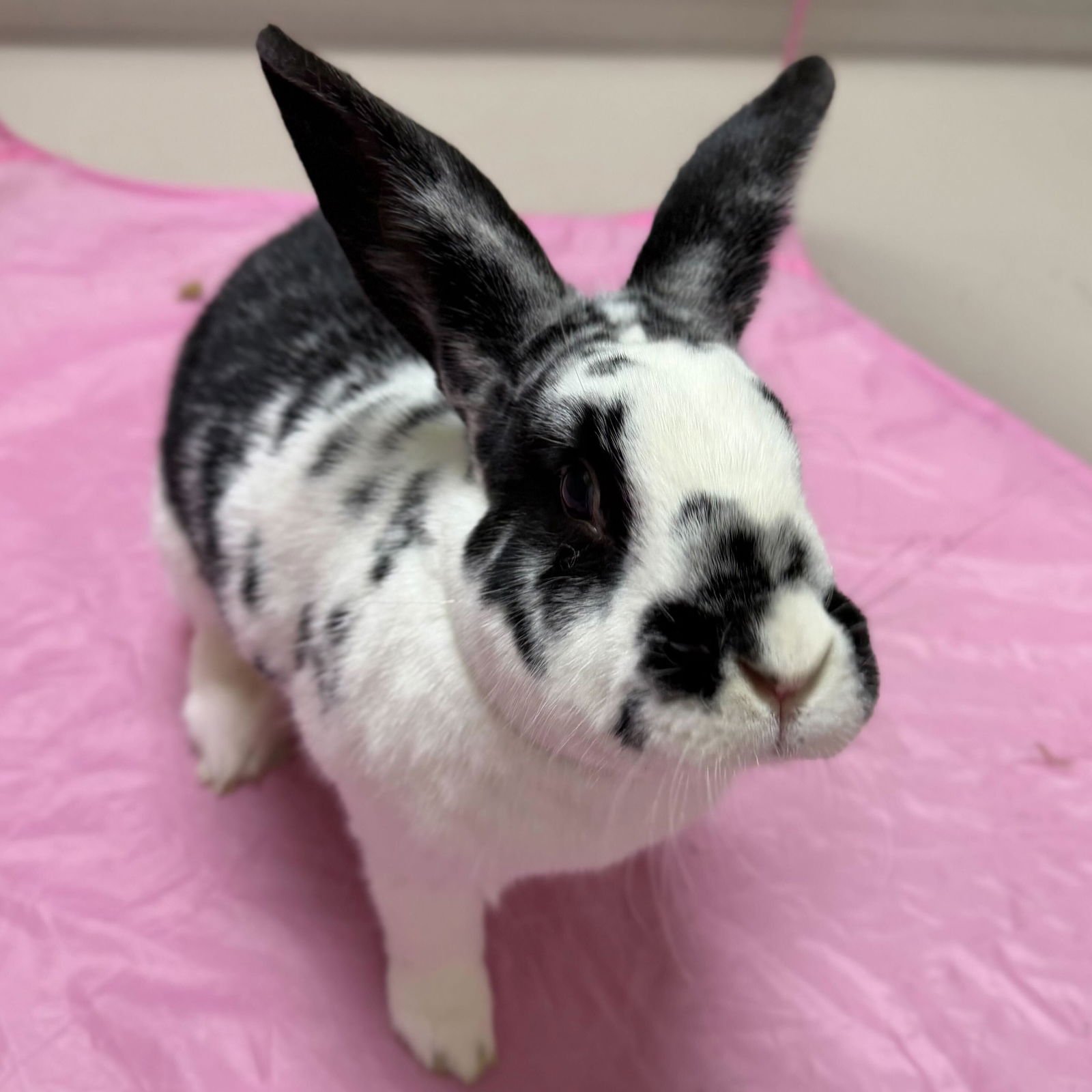 B.B. - New Zealand available for adoption